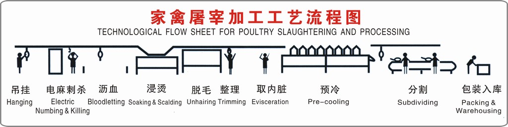 Technological Flow Sheet for Poultry Slaughtering and Processing